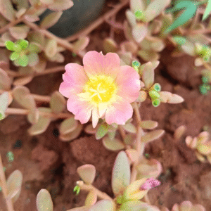 Peach Pink Portulaca Cutting