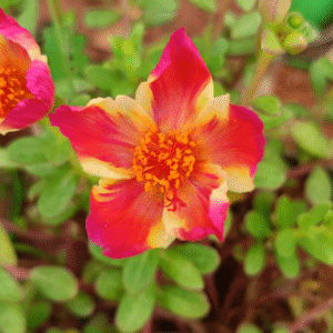 Magenta Purslane – Portulaca Cutting Live Plant