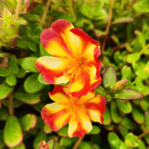 Orange With Yellow Purslane – Portulaca Cutting Live Plant - Image 2