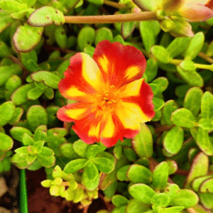 Orange With Yellow Purslane – Portulaca Cutting Live Plant