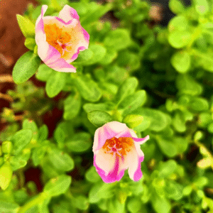 Pink With White Purslane – Portulaca Cutting Live Plant