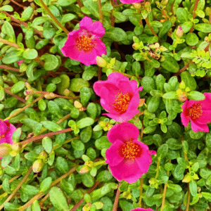 Bright Pink Purslane – Portulaca Cutting Live Plant - Image 2