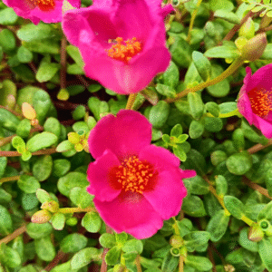 Bright Pink Purslane – Portulaca Cutting Live Plant