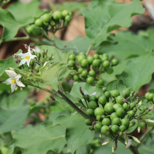 Turkey Berry – Sundakkai Live Plant