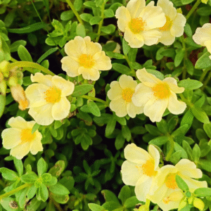 Creamy Yellow Purslane – Portulaca Cutting Live Plant - Image 2