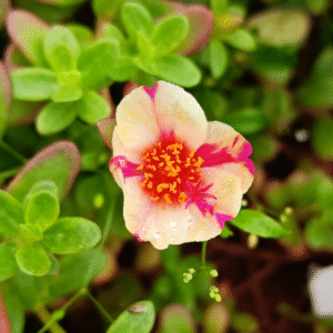 Pink Magenta Purslane – Portulaca Cutting Live Plant