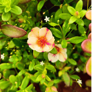 Pink Magenta Purslane – Portulaca Cutting Live Plant - Image 2