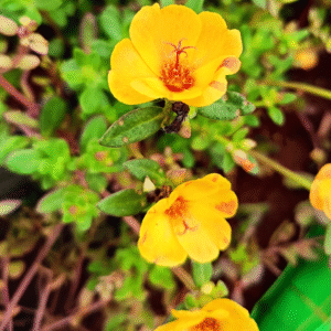 Golden Yellow Purslane – Portulaca Cutting Live Plant - Image 2
