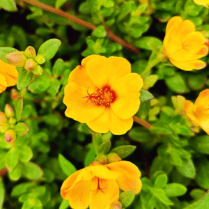Golden Yellow Purslane – Portulaca Cutting Live Plant
