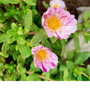 Blush Pink Purslane – Portulaca Cutting Live Plant - Image 2
