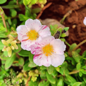 Blush Pink Purslane – Portulaca Cutting Live Plant
