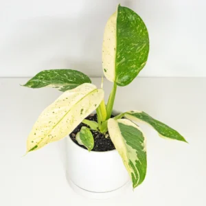 Philodendron Jose Buono Mother Variegated Live Plant - Image 3