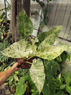 Philodendron Giganteum White Mother Varigated Live Plant - Image 4