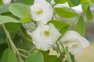 White Double Petal Sangu Poo - Clitoria Ternatea Live Plant - Image 2