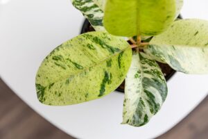Ficus Elastica Rubber Shivereana Live Plant - Image 4