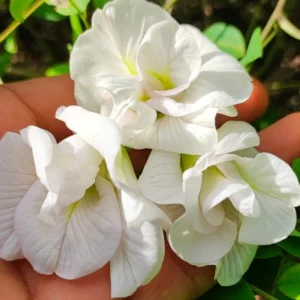 White Double Petal Sangu Poo - Clitoria Ternatea Live Plant - Image 3