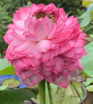 Paneer Rose - Lotus - Image 3
