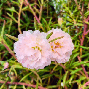 Rose – Portulaca Cutting Live Plant