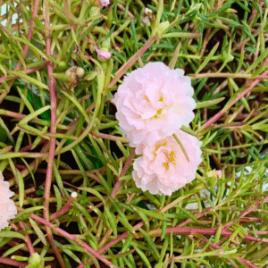 Baby Pink Double Table Rose – Portulaca Cutting Live Plant - Image 2