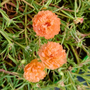 orange rose