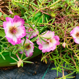 Candy Pink White Table Rose – Portulaca Cutting Live Plant - Image 2