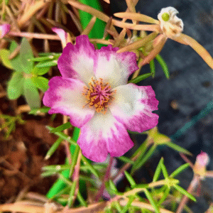 Candy Pink White Table Rose – Portulaca Cutting Live Plant