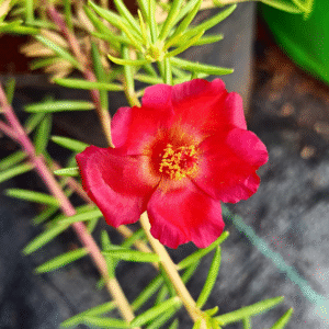 Crimson Red Table Rose – Portulaca Cutting Live Plant