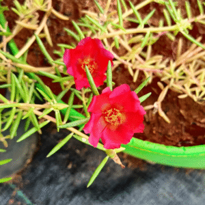 Crimson Red Table Rose – Portulaca Cutting Live Plant - Image 2
