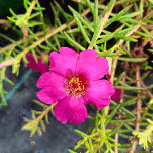 Magenta Pink Table Rose – Portulaca Cutting Live Plant