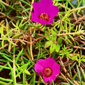 Magenta Pink Table Rose – Portulaca Cutting Live Plant - Image 2