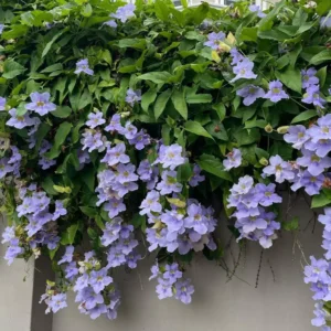Thunbergia Grandiflora-Bengal (Blue Trumpet Vine) Clock Vine Live Plant - Image 3
