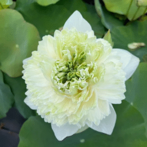 White Peony – Lotus
