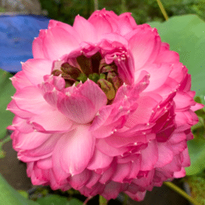 Paneer Rose – Lotus