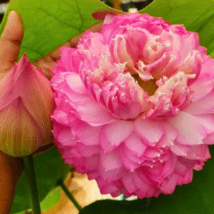 Paneer Rose - Lotus - Image 2