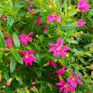 Pink False Heather