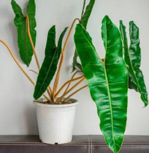 Philodendron Billietiae Live Plant - Image 3