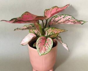 Aglaonema Pink Valentine Live Plant - Image 3