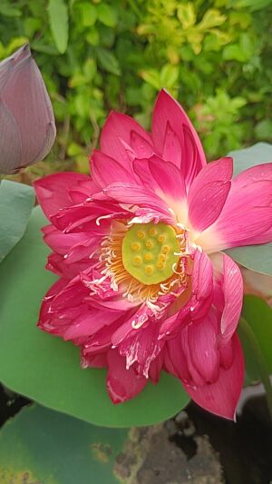 Happiness - Lotus - Image 3