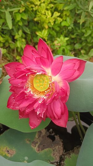 Happiness - Lotus - Image 2