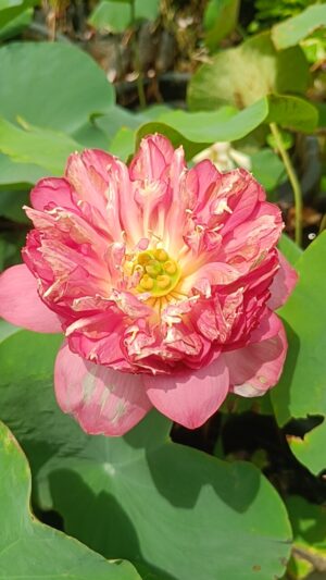 Butcha - Lotus - Image 4