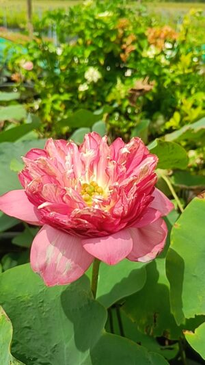 Butcha - Lotus - Image 3