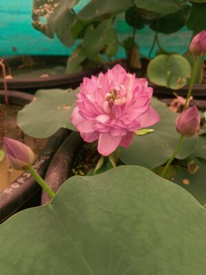 A-Peony Lotus - Image 2