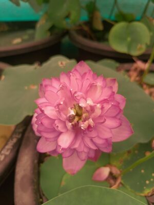 A-Peony Lotus - Image 3