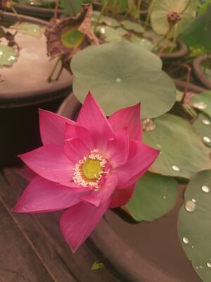 Hulk – Lotus - Image 4