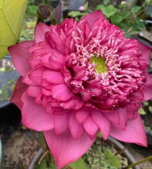 Surya mukhi lotus - Image 3