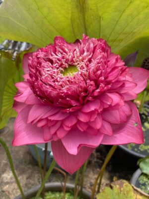 Surya mukhi lotus - Image 2