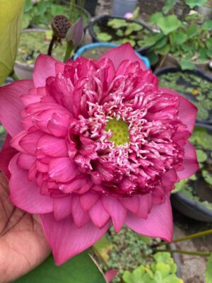 Surya mukhi lotus - Image 4