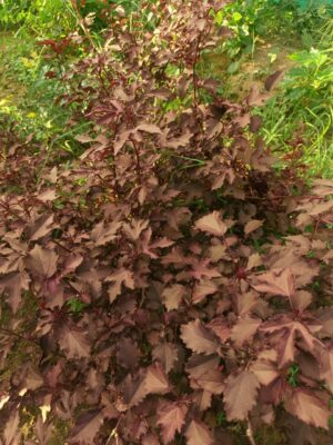 Cranberry Hibiscus (Acetosella)−Maple Leaf Live Plant - Image 2