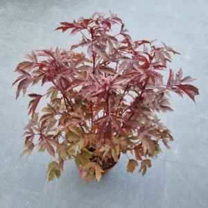 Cranberry Hibiscus (Acetosella)−Maple Leaf Live Plant - Image 4