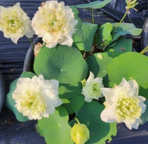 White Peony - Lotus - Image 3